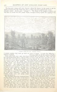 Image of Pumpkins among the Corn Illustration for Glimpses of New England Farm Life