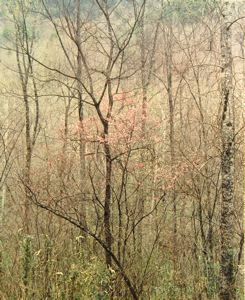 Image of Redbud Tree in Bottom Land, Red River Gorge, Kentucky, April 17 1968